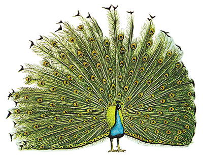 Peacock
