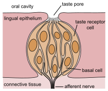 The Tastebud