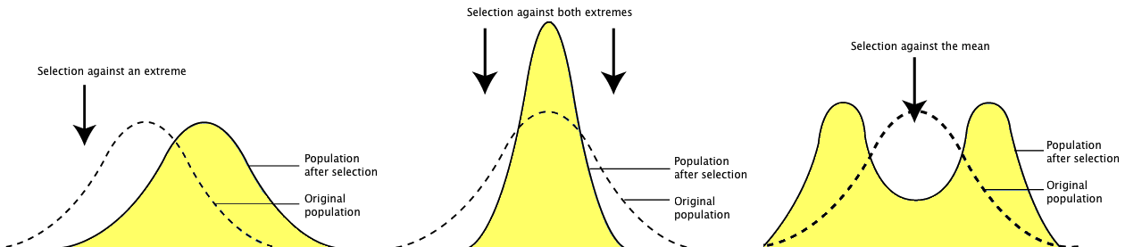 selection regimes