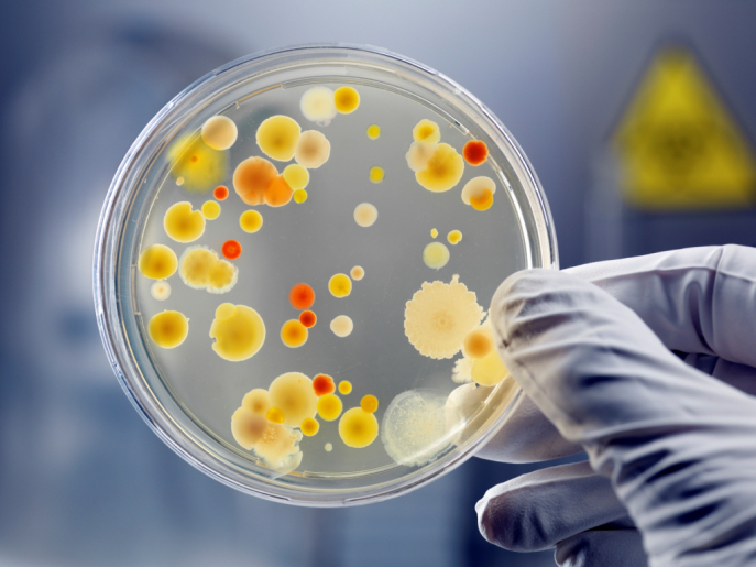 bacterial culture