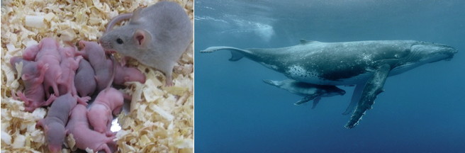 mouse and whale