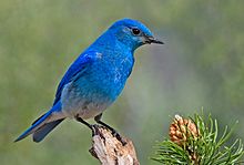 bluebird