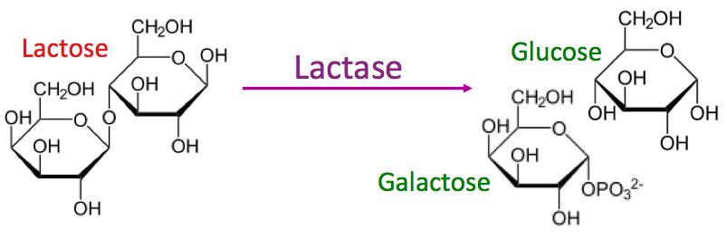 lactase