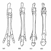 vestigial hindlimbs in whale skeleton