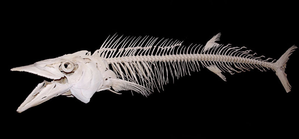 wahoo skeleton