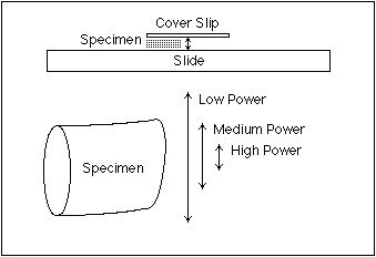 Depth of focus decreases at higher magnifications