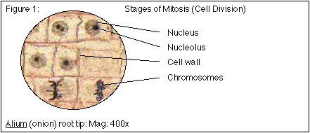 Parts of the compound microscope