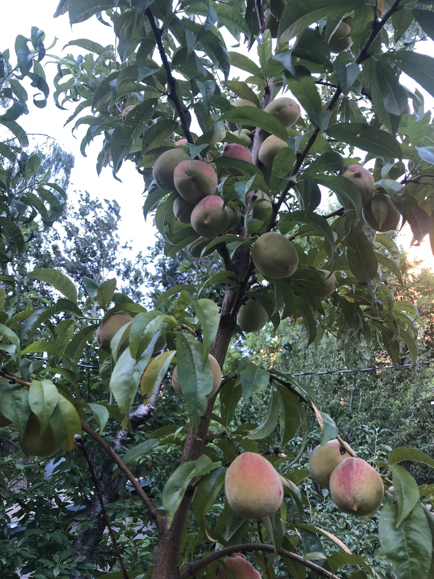 peaches on tree