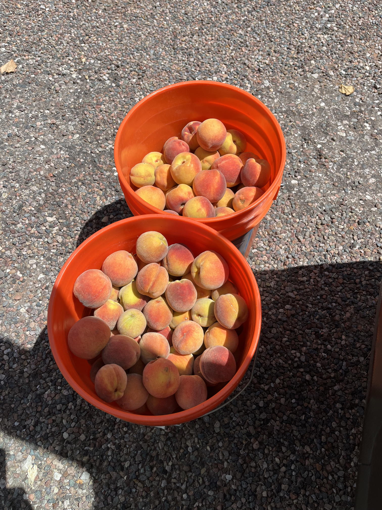 peaches in bucket