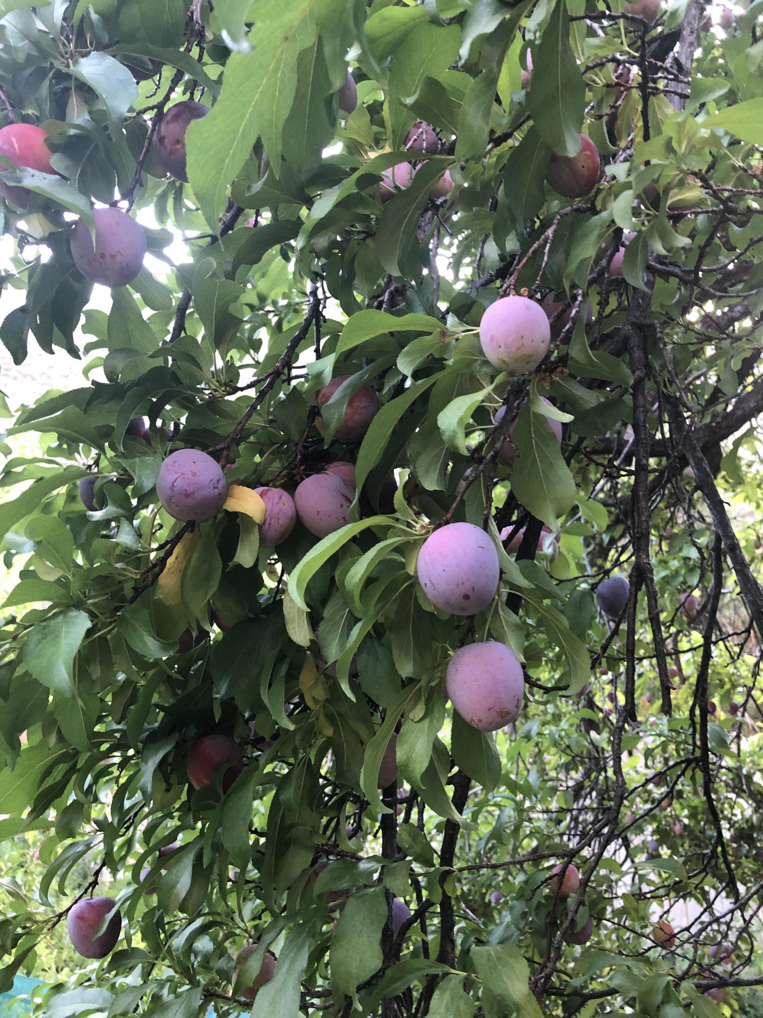 plums on tree
